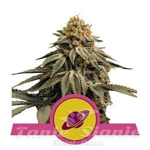 Nasiona Royal Skywalker - ROYAL QUEEN SEEDS