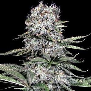 Runtz 13 - G13 LABS