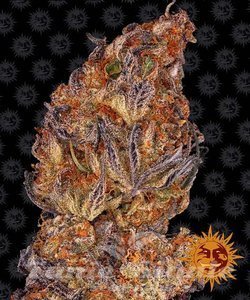 Runtz Auto - BARNEY'S FARM