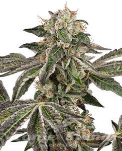 Nasiona Runtz Auto - WHITE LABEL