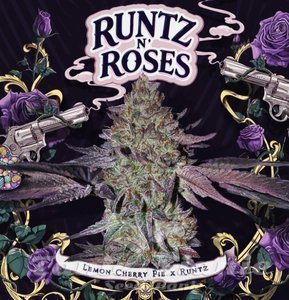 Runtz N' Roses - T.H. SEEDS