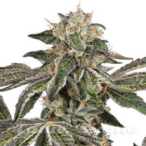 Runtz Auto - WHITE LABEL