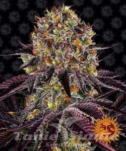 Runtz x Layer Cake - BARNEY'S FARM