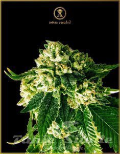 Russian Gold - ANACONDA SEEDS