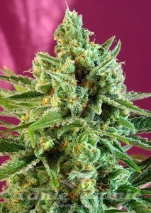 S.A.D. - SWEET SEEDS