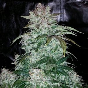 S.O.D.K Auto - MEPHISTO GENETICS