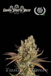 Santa Marta Haze Auto - SEED STOCKERS
