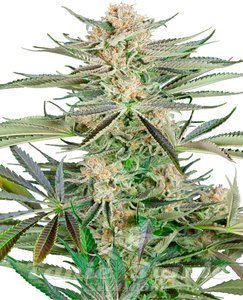 Nasiona Screwdriver OG - SENSI SEEDS