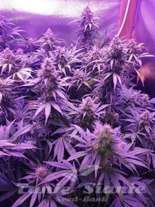Auto Alaskan Purple - SEEDSMAN