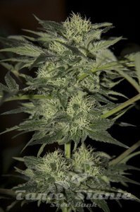 Auto Blue - SEEDSMAN