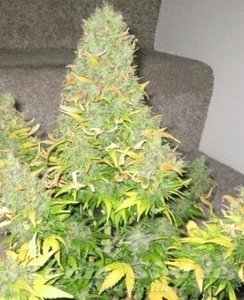Auto Onyx - SEEDSMAN