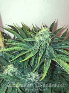 Big Nugs Fast - SEEDSMAN