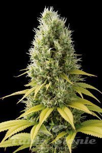 CBD Shark Shock - SEEDSMAN
