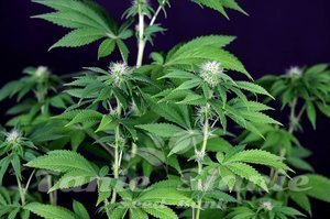 Nasiona Seedsman CBG #1 - SEEDSMAN