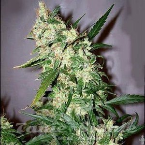 Early Skunk - SEEDSMAN