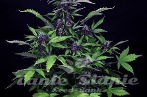 Pink Kush CBD 30:1 Auto - SEEDSMAN