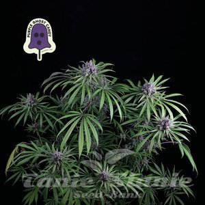 Nasiona Purple Ghost Candy - SEEDSMAN