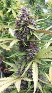Purple Ryder Auto - SEEDSMAN