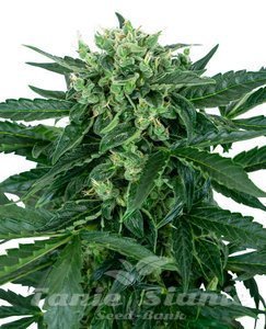 Nasiona Sensi Amnesia Auto - SENSI SEEDS