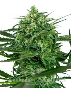 Sensi Amnesia - SENSI SEEDS