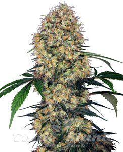 Nasiona Sensi Amnesia XXL Auto - SENSI SEEDS