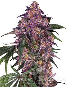 Nasiona Sensi Purple Kush - SENSI SEEDS