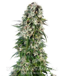 SENSI SEEDS - Big Bud Automatic