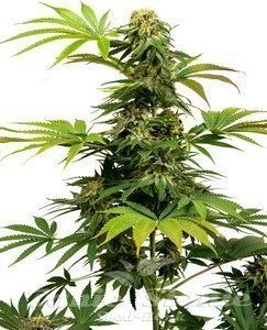 SENSI SEEDS - Black Harlequin