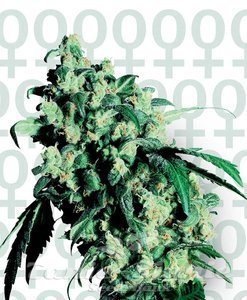 SENSI SEEDS - Super Skunk 1+1