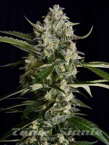 Nasiona Seriosa - SERIOUS SEEDS