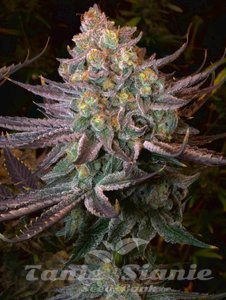 Nasiona Seriotica - SERIOUS SEEDS