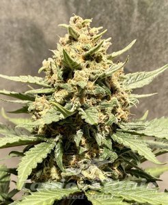 Serious 6 Fast - BIOGENETIC