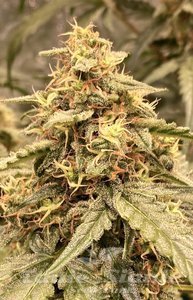 Serious 6 x Passion - BIOGENETIC