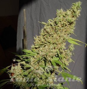 CBD Chronic - SERIOUS SEEDS