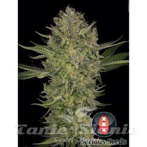 Serious Kush - SERIOUS SEEDS