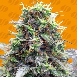 Sherbet Moonrocks - ORIGINAL SENSIBLE SEEDS