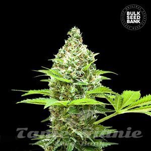 Sherbet Power - BULK SEED BANK