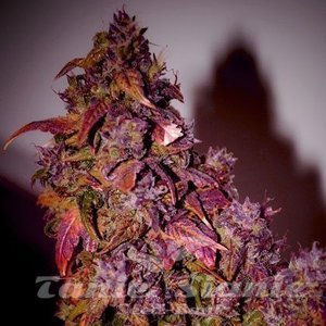 SHORT STUFF SEEDBANK - Auto Himalaya Blue Diesel