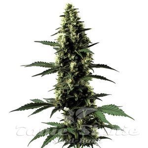 Silver Surfer Haze - BLIMBURN SEEDS