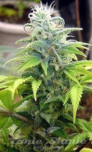 ! Skunk #11