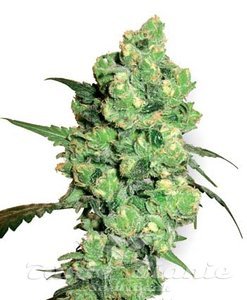 Skunk Auto - BIOGENETIC