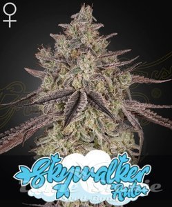 Skywalker Auto - GREEN HOUSE SEEDS