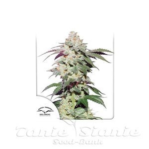 Skywalker Haze - DUTCH PASSION