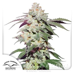 Skywalker Haze - DUTCH PASSION