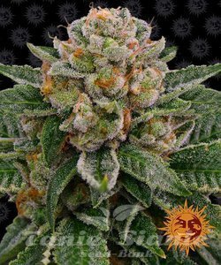Skywalker OG Auto - BARNEY'S FARM