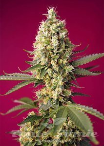 Nasiona Skywalker OG Runtz XL Auto - SWEET SEEDS