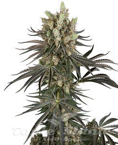 Nasiona Slam Dank - SENSI SEEDS