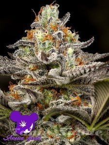 Sleepy Joe - ANESIA SEEDS