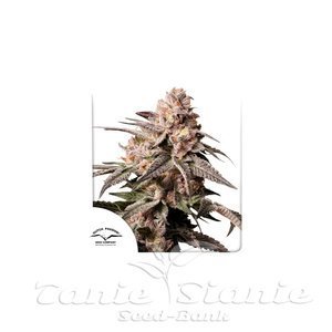 Nasiona Slush Mint Cake - DUTCH PASSION