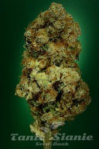SOMA SEEDS - N.Y.C. Diesel
